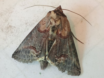 Abrostola triplasia, John Christlieb