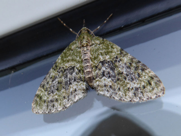 Acasis viretata, Peter Martin