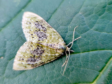 Acasis viretata, Piers Warren