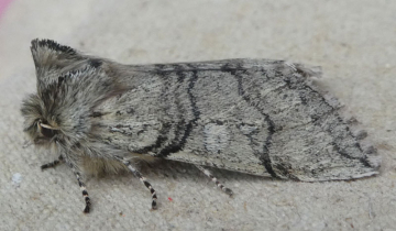 Achlya flavicornis, Robert Watson