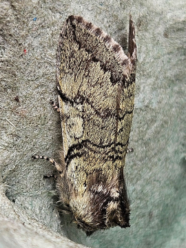 Achlya flavicornis, Bill and Cheryle Spice