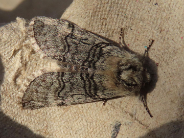 Achlya flavicornis, Leigh Holman