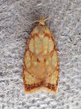 Acleris bergmanniana, Charles Waters