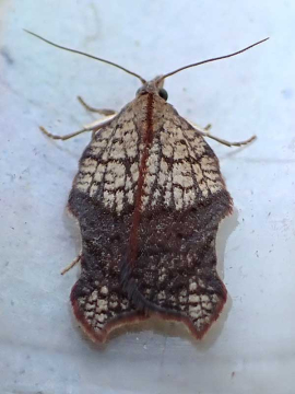 Acleris emargana, Charles Waters and Alison Playle