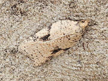 Acleris ferrugana, Bill and Cheryle Spice