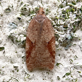 Acleris laterana, Martin Allen