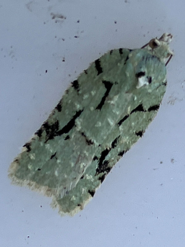 Acleris literana, Martin Williams