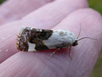 Acontia lucida, Peter Martin