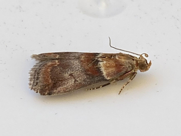 Acrobasis repandana, Angela Bogie