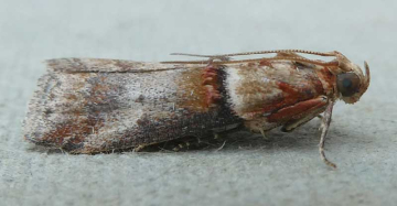 Acrobasis tumidana, Robert Watson