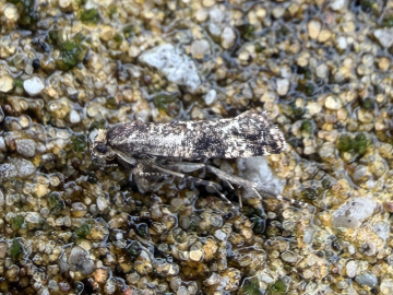 Acrolepia autumnitella 