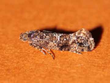 Acrolepia autumnitella 