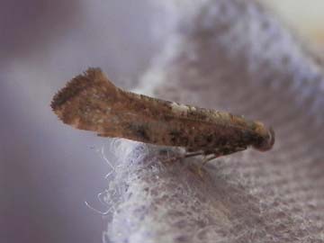Acrolepiopsis assectella 
