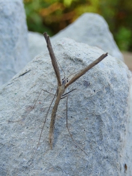 Agdistis bennetii 