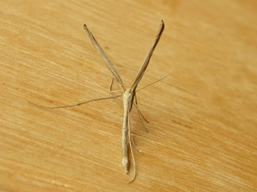 Agdistis bennetii 