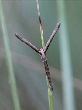 Agdistis bennetii 