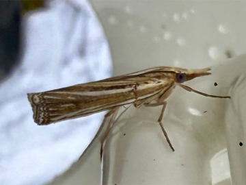 Ancylolomia tentaculella 