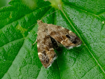 Anthophila fabriciana 