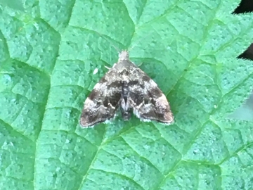 Anthophila fabriciana 