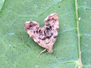 Anthophila fabriciana 