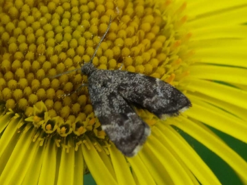 Anthophila fabriciana 