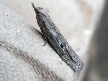 Aphomia sociella 