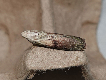 Aphomia sociella 