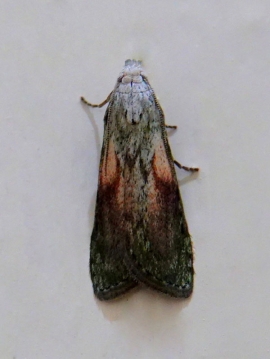 Aphomia sociella 