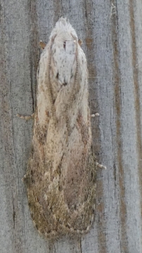 Aphomia sociella 