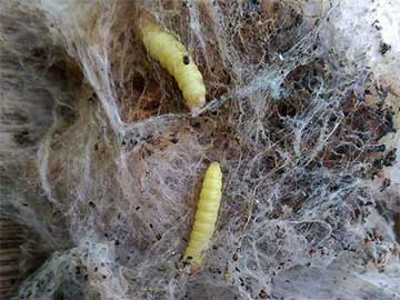 Aphomia sociella 