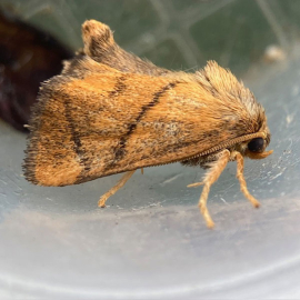 Apoda limacodes 