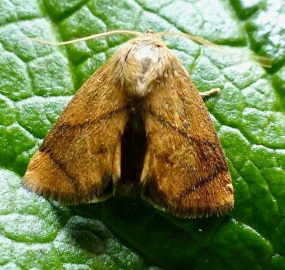 Apoda limacodes 
