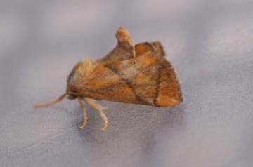 Apoda limacodes 