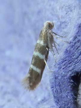 Argyresthia trifasciata 