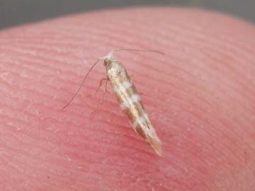 Argyresthia trifasciata 