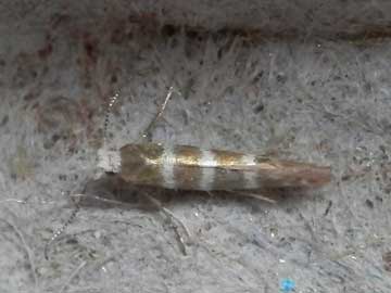 Argyresthia trifasciata 