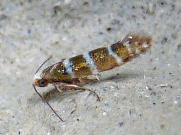 Argyresthia trifasciata 