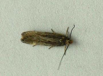 Aroga velocella 