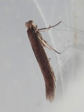Bedellia somnulentella 