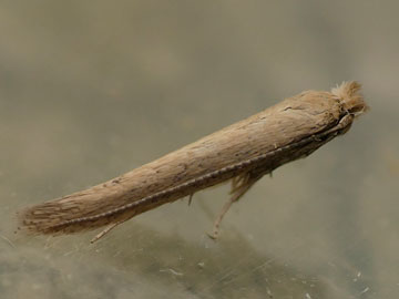 Bedellia somnulentella 