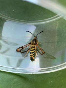 Bembecia ichneumoniformis 