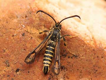 Bembecia ichneumoniformis 