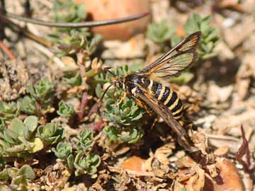 Bembecia ichneumoniformis 