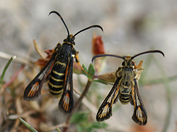 Bembecia ichneumoniformis 