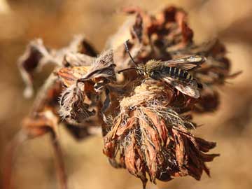 Bembecia ichneumoniformis 