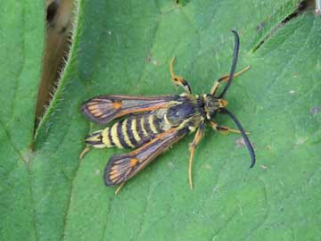 Bembecia ichneumoniformis 