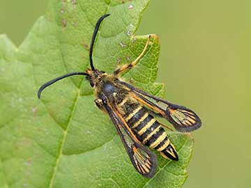 Bembecia ichneumoniformis 