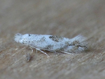 Bucculatrix bechsteinella 