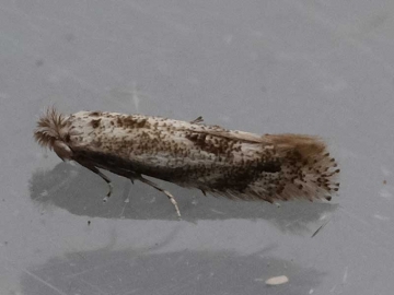 Bucculatrix bechsteinella 