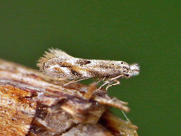 Bucculatrix bechsteinella 